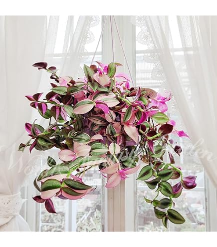 Amazon | トラディスカンチア 苗 白雪姫 3号 観葉植物 ツユクサ科