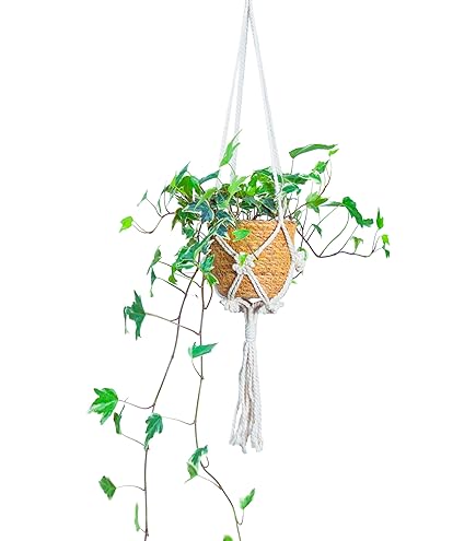 Amazon｜リプサリス 9種類から選べる サボテン 多肉植物 3号 吊り鉢