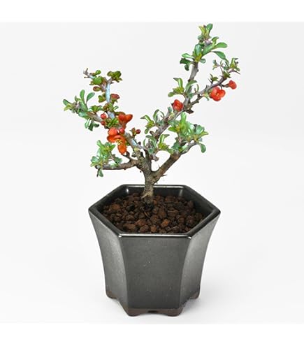 Amazon.co.jp: 盆栽：キンズ 現品*金豆・きんず kinzu bonsai 小品盆栽