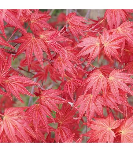 Amazon.co.jp: 庭木・植木 庭木苗：黄金板屋モミジ（おうごんいたや