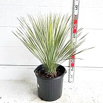 大株　ユッカ　トンプソニアーナ【ドライガーデン/ロックガーデン】58 大株 ユッカ トンプソニアーナ【ドライガーデン/ロックガーデン