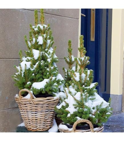 Amazon.co.jp: もみの木 モミノキ 本物のモミの木 鉢植え 樹高1.1m前後