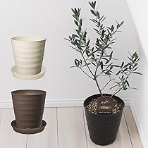 ●６品種セット★●オリーブの木●シンボルツリー　オリーブの苗　希少 楽天市場】【送料無料】オリーブの苗木 品種：フラントイオ 果樹