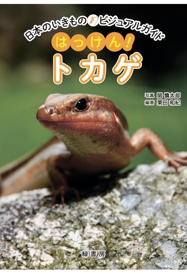 日本のいきものビジュアルガイド はっけん！ カナヘビ | 関 慎太郎