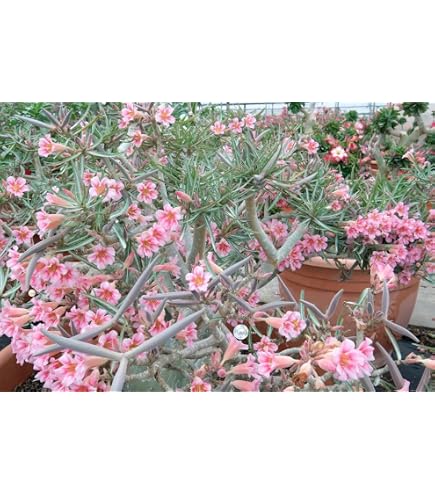 Amazon｜Adenium obesum variegata アデニウム・オベスム 斑入り｜観葉