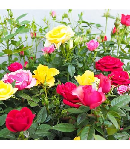 Amazon.co.jp: 薔薇 バラ苗 切花品種 大輪 四季咲き 1点 中苗 : DIY
