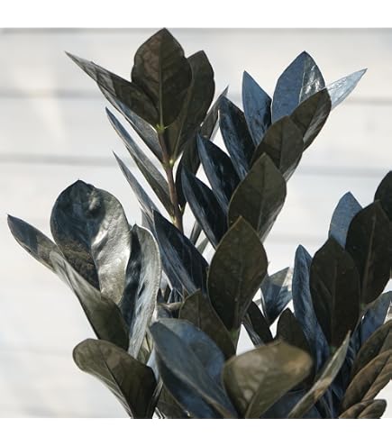 Amazon｜ザミオクルカス レイヴン 観葉植物 鉢植え｜観葉植物