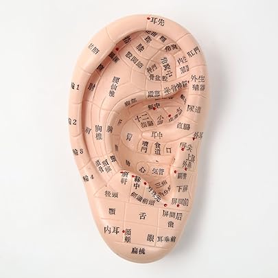 Amazon | 耳模型S 幅80×高さ140×奥行35mm [ 練習用マネキン 練習用 耳