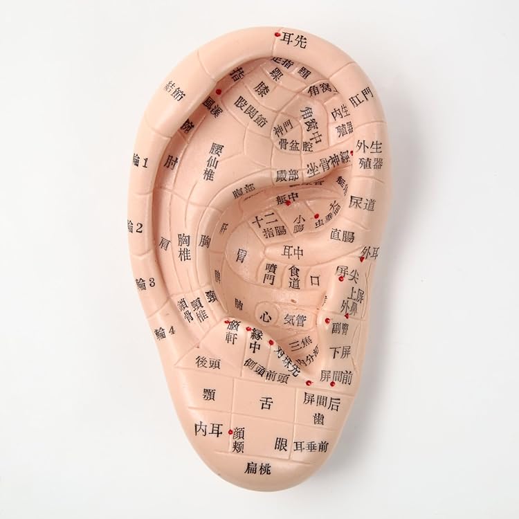 Amazon.co.jp: スタンド付き耳模型 幅120×高さ250×奥行65mm [ 練習用