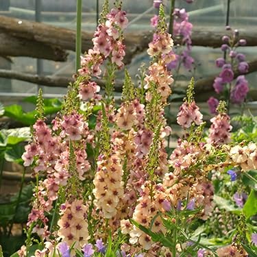 Amazon.co.jp 最新リリース: 花の苗 の新着ランキングです。