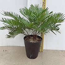 714RJjLn1ML._AC_UL210_SR210,
