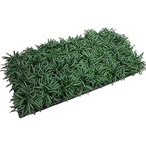 Amazon.co.jp: タマリュウ・玉竜120ポット（40ポット3ケース