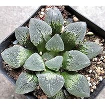 Amazon.co.jp: *. 白帝城 * ハオルシア *. ハオルチア *.多肉