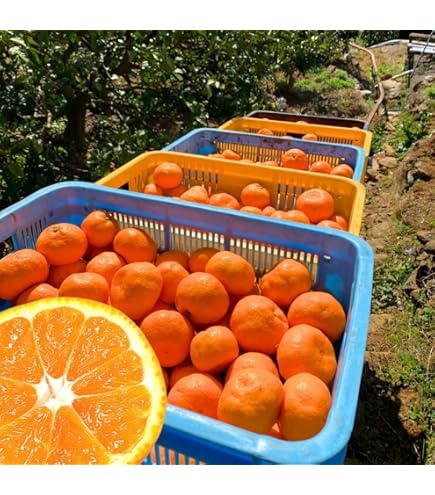 Amazon.co.jp: みかん 山から直送 箱込 7.5kg (内容量約 6.8kg) 鮮度
