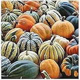 Amazon 種子 ハロウィンかぼちゃ 福花園種苗のタネ 野菜