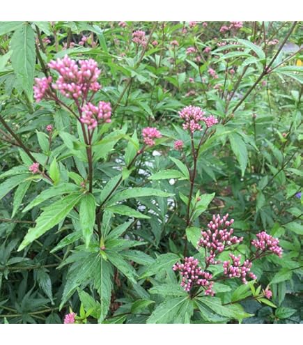 Amazon | フジバカマ 苗 赤白寄せ植え 藤袴 3号 山野草 宿根草 秋の花
