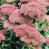 【宿根草】セダム「オータム・ジョイ」