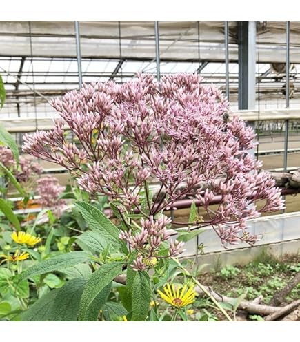 Amazon | フジバカマ 苗 赤白寄せ植え 藤袴 3号 山野草 宿根草