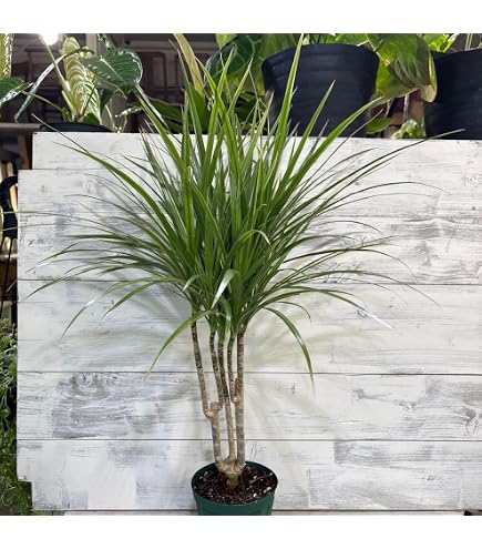 Amazon｜ドラセナ コンシンネ マジェンダ 観葉植物 インテリア 室内