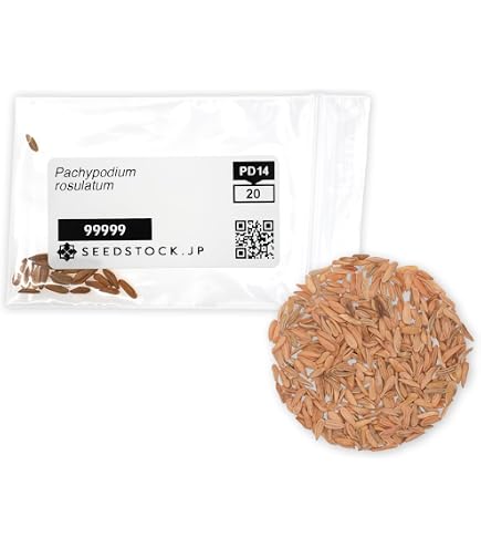 Amazon.co.jp: パキポディウム ウィンゾリー 超新鮮 自家採種