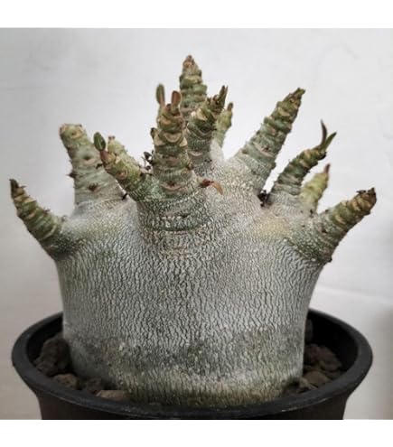 Amazon.co.jp: g68 アデニウム ドワーフ タコ足 塊根植物 アラビカム