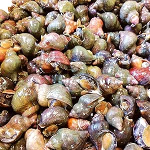 産直丸魚 北三陸 岩手洋野町種市産 青つぶ 活貝 1kg入 15 30個前後 塩茹でツブ 焼きツブなどでどうぞ たっぷり使えるお得なつぶ貝です つぶ貝 粒貝 洋野町種市のさかなや 産直丸 Amazon