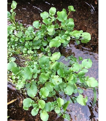 Amazon｜天然クレソン 採れたて1kg｜観葉植物 オンライン通販