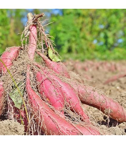 中生玉ねぎ苗　1000本 タマネギ苗（中晩生）100本 | Rich Harbor Seed