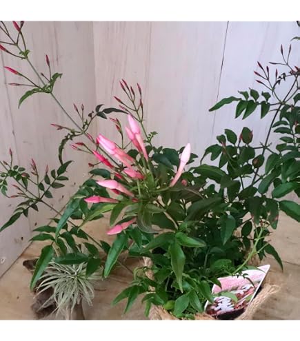 Amazon｜【charm】（観葉植物）斑入りハゴロモジャスミン