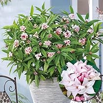 沈丁花。 Amazon.co.jp: 花木苗 沈丁花 パフュームプリンセス 1株 / 国