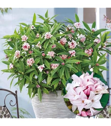 Amazon.co.jp: 花木苗 四季咲き沈丁花 エターナルフレグランス 1株