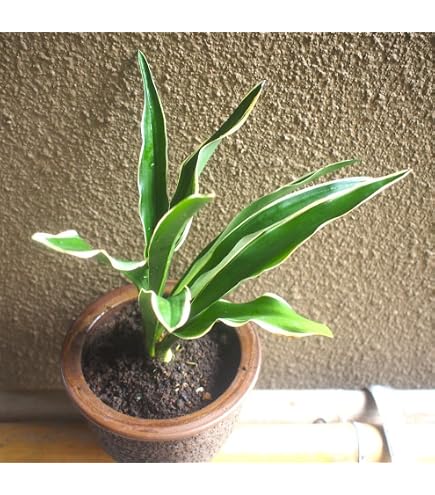 Amazon｜メヒルギ マングローブ 発根あり 苗 観葉植物沖縄 水槽