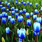 Amazon 本の青いチューリップの球根珍しいバラエティガーデン観賞用花春の花風景装飾ブーケ屋外植栽の世話をするのは簡単 造花 オンライン通販