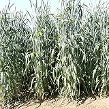 【種 10kg】 ライコムギ ライコッコ3 極早生 酪農 畜産 緑肥 [播種期：10～11月] 雪印種苗 米S代不