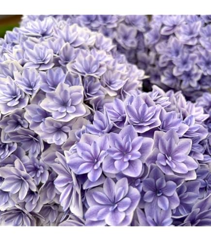 Amazon.co.jp: 花木苗 アジサイ マジカルラプソディー 1株 品種