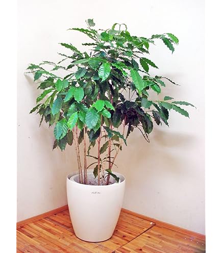 Amazon｜ノーブランド品 コーヒーの木 8号 (茶色) アフリカ産 コーヒー