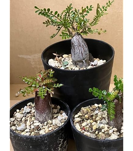 Amazon.co.jp: オペルクリカリア パキプス 根挿し株 ポットごと : DIY