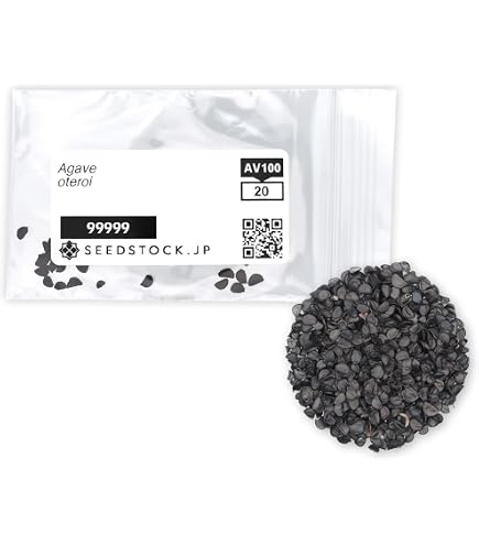 Amazon.co.jp: SEEDSTOCK アガベ オテロイ チタノタ 種子 100粒 多肉