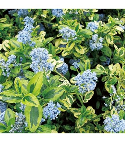 ponepoさん　専用　フランスブルーレンガン/ 487 2本同時購入価格 2025年最新】ユーカリフランスブルーレンガンの人気アイテム