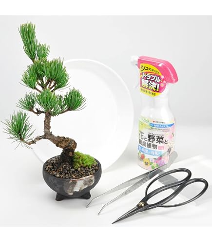 Amazon.co.jp: 五葉松盆栽 那須五葉 福吾妻 1鉢 小品盆栽 : DIY・工具