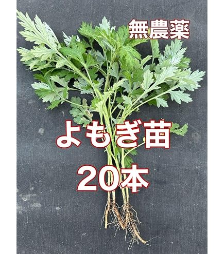 Amazon.co.jp: ヨモギの苗 20本 栃木県産 農薬不使用 : DIY・工具