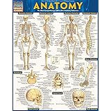 Anatomy - Reference Guide: a QuickStudy reference tool