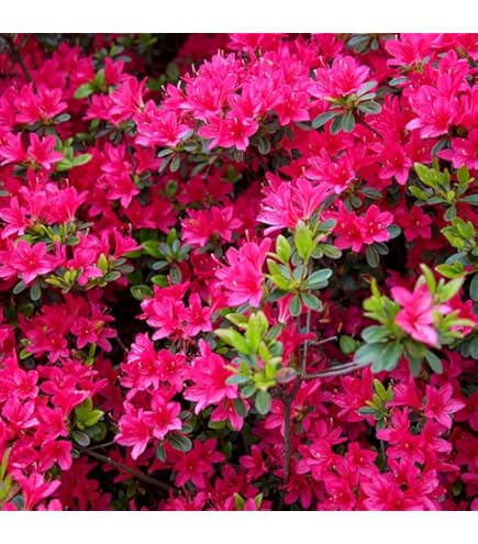 つつじ ページ ☆ツツジ咲いて☆ ＃花 ＃写真 #flower #photo