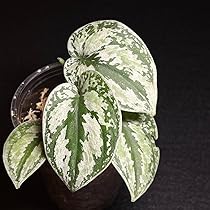 (専用商品)スキンダプサス　シルバーメタリック バクダパティ　A1 715aJv47AmL._AC_UL210_SR210,