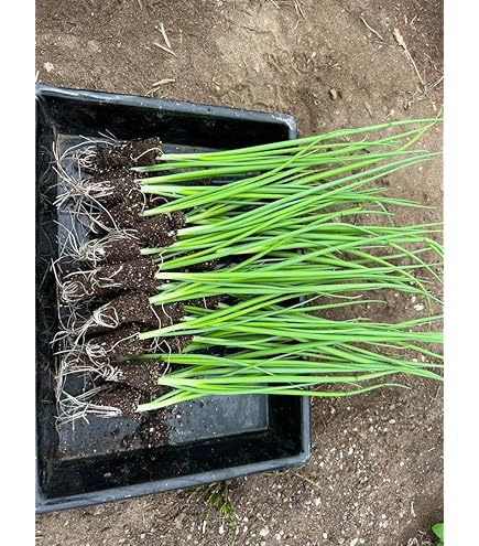 Amazon.co.jp: 玉ねぎ苗（超極早生）F1超極早生玉葱 200本 / 国華園 25