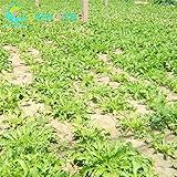 100pcs Chinese Vegetable Seed Cichorium Endivia Plants Enhance Human Immunity Endive Seeds Vegetable