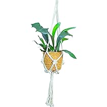 Amazon｜[ miipas ] ビカクシダ コウモリラン 吊り下げ 観葉植物 吊り