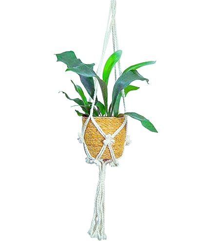 Amazon｜コウモリラン ビカクシダ 苔玉仕立て ワイヤー吊り玉仕立て