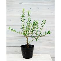 Amazon | オリーブ レッチーノ 2年生苗 5寸 1株 寒さに強いオリーブ