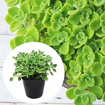 715zEjuVDvL._AC_UL210_SR210,